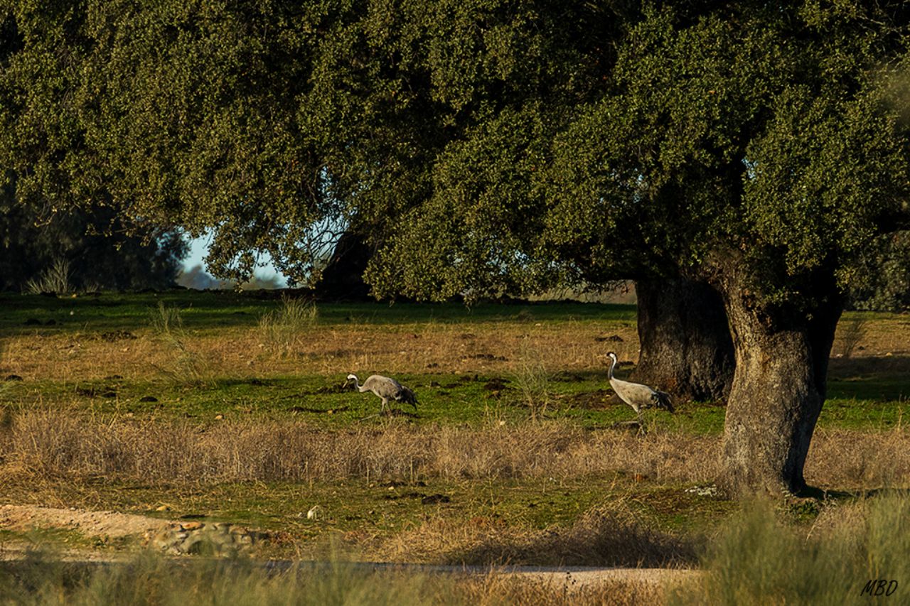 Dehesa y grullas
