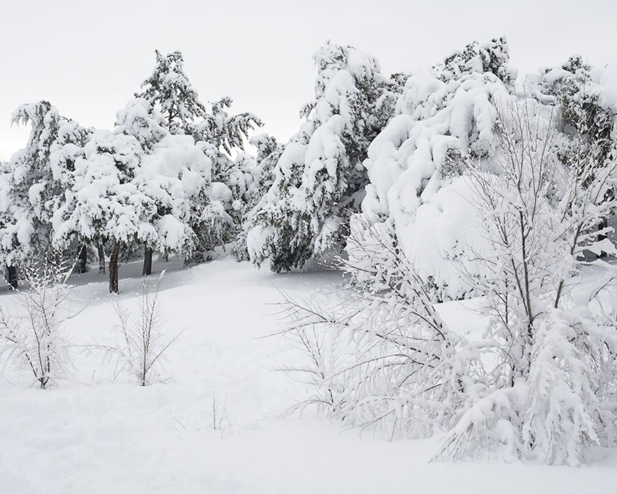 Filomena en Tres Cantos