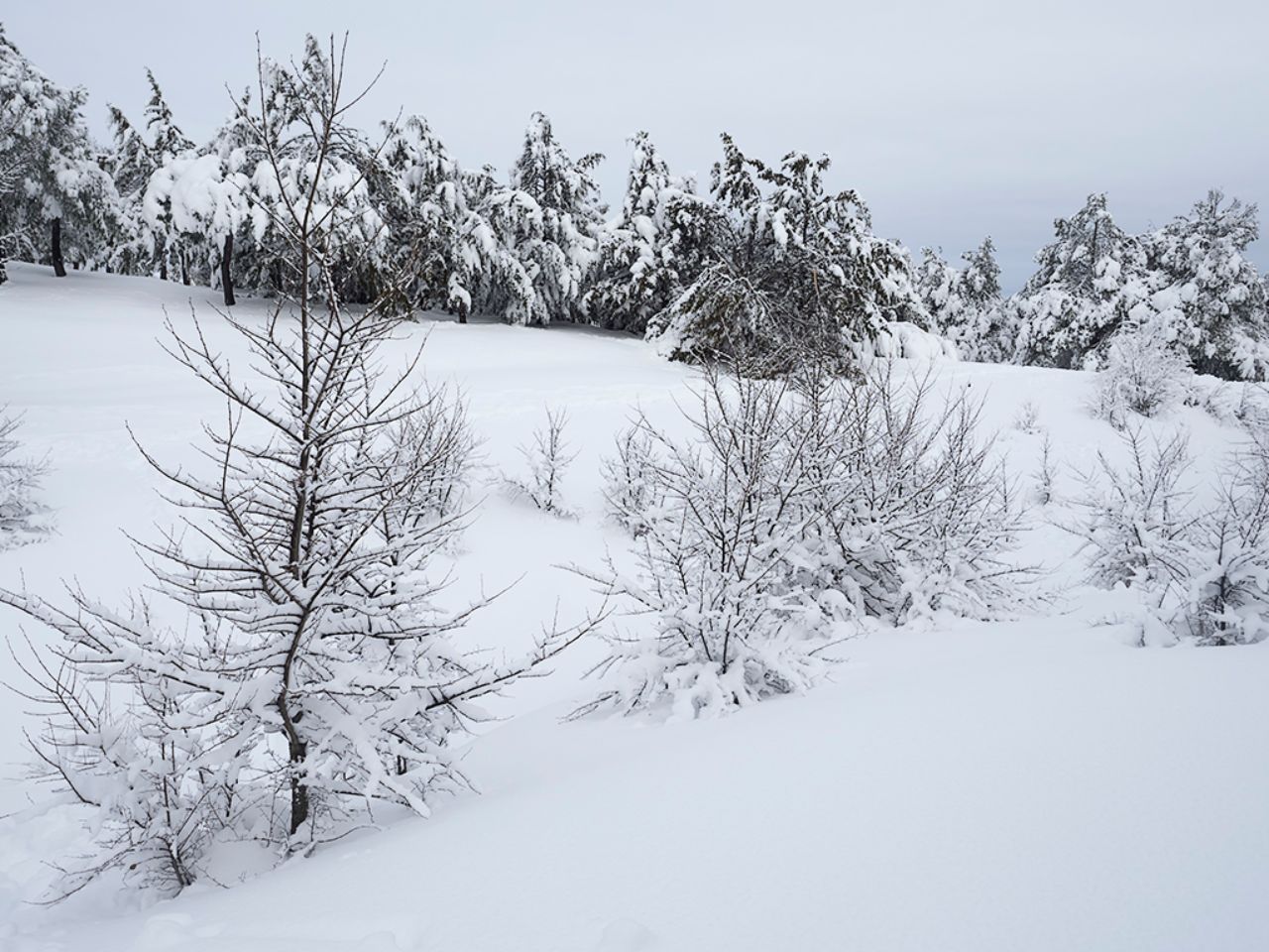 Filomena en Tres Cantos