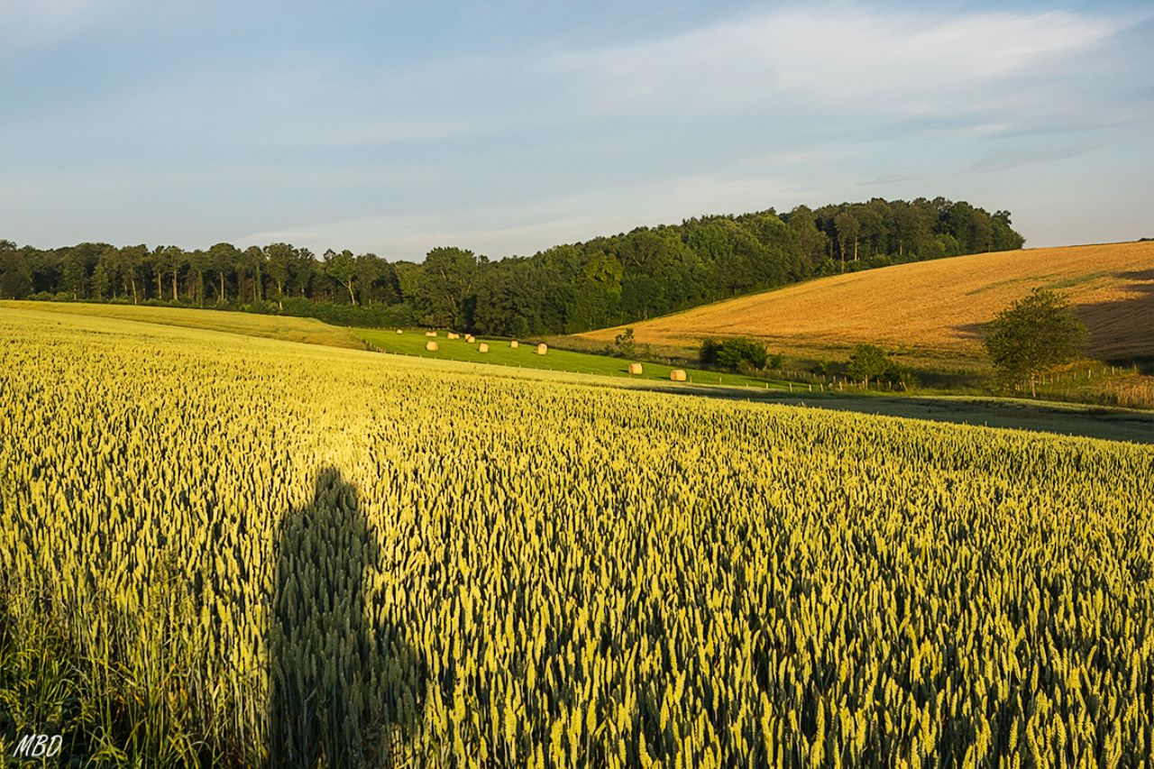 El campo y el fotógrafo