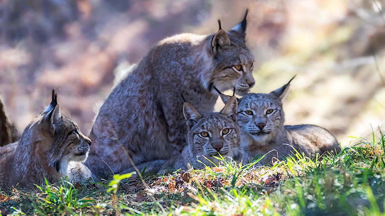 Lince europeo