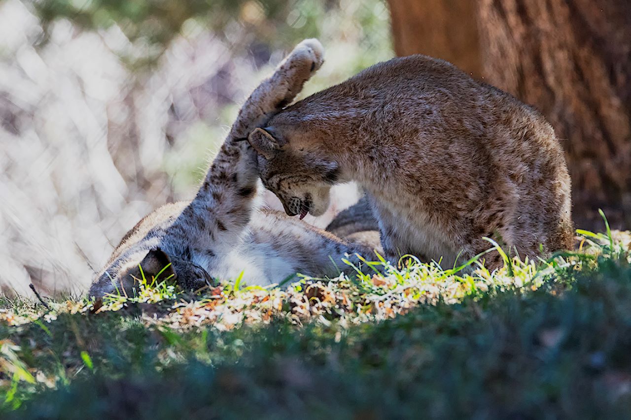 Lince europeo