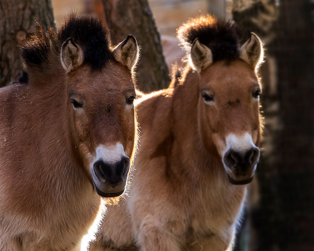 Caballo de Przewalsky