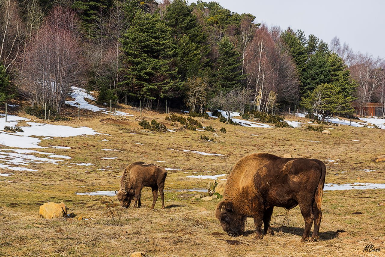 Bisonte europeo