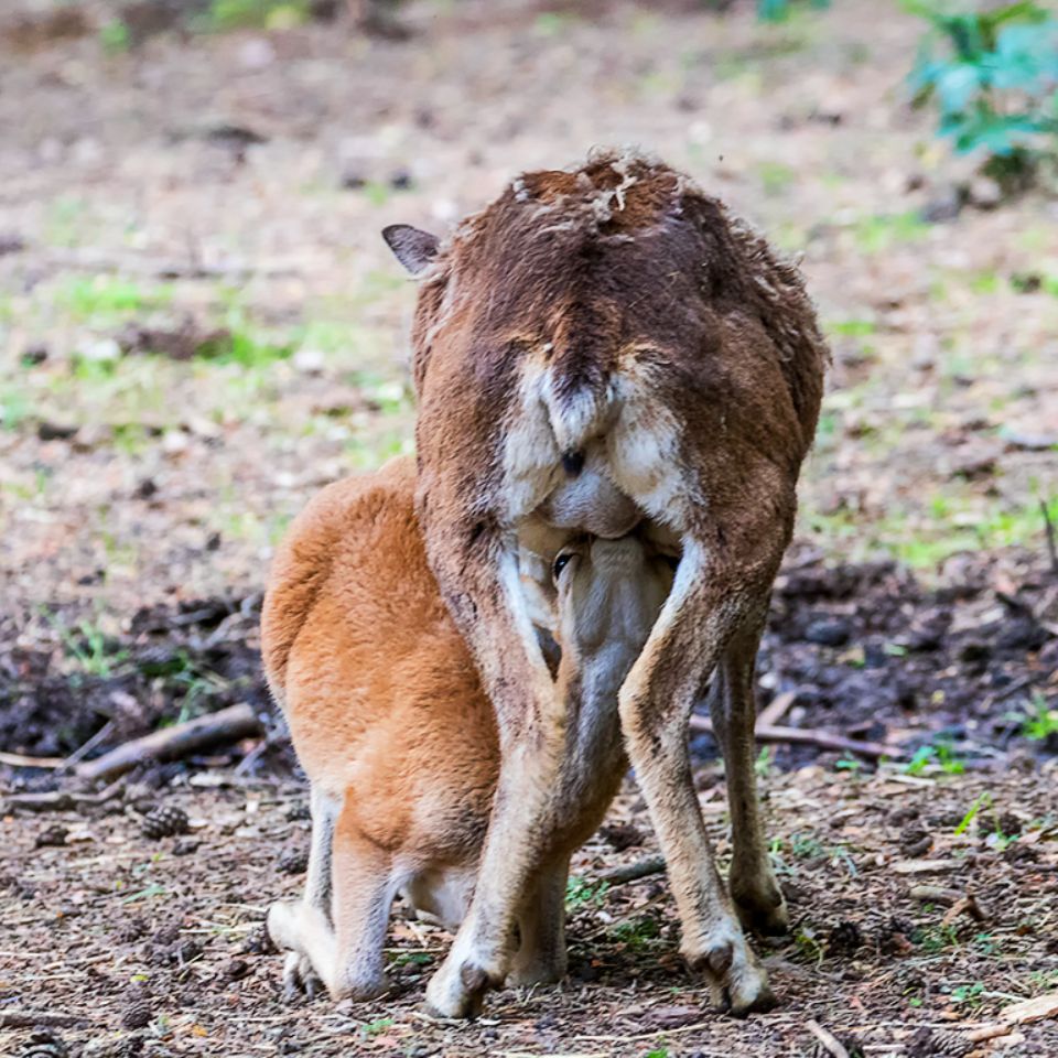 Hembra y cría de muflón