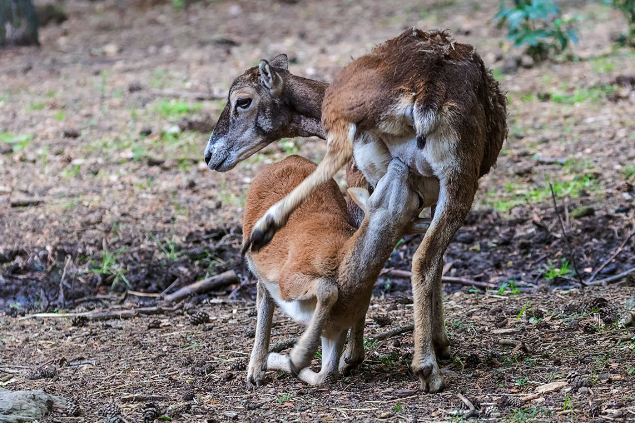 Hembra y cría de muflón