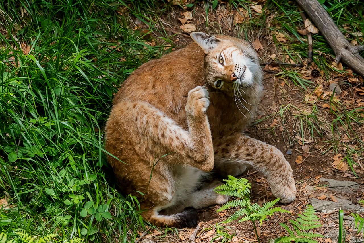 Lince boreal