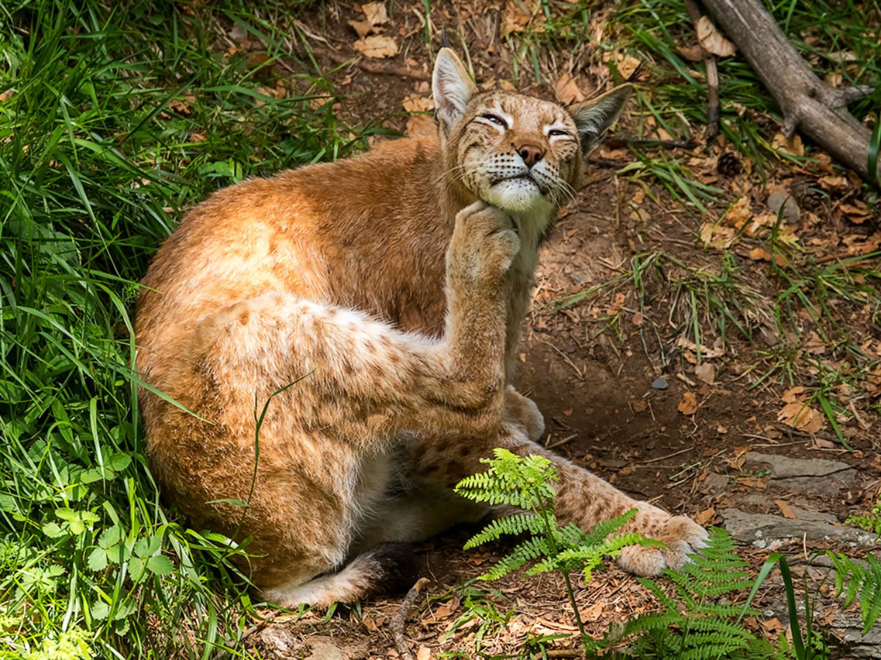 Lince boreal