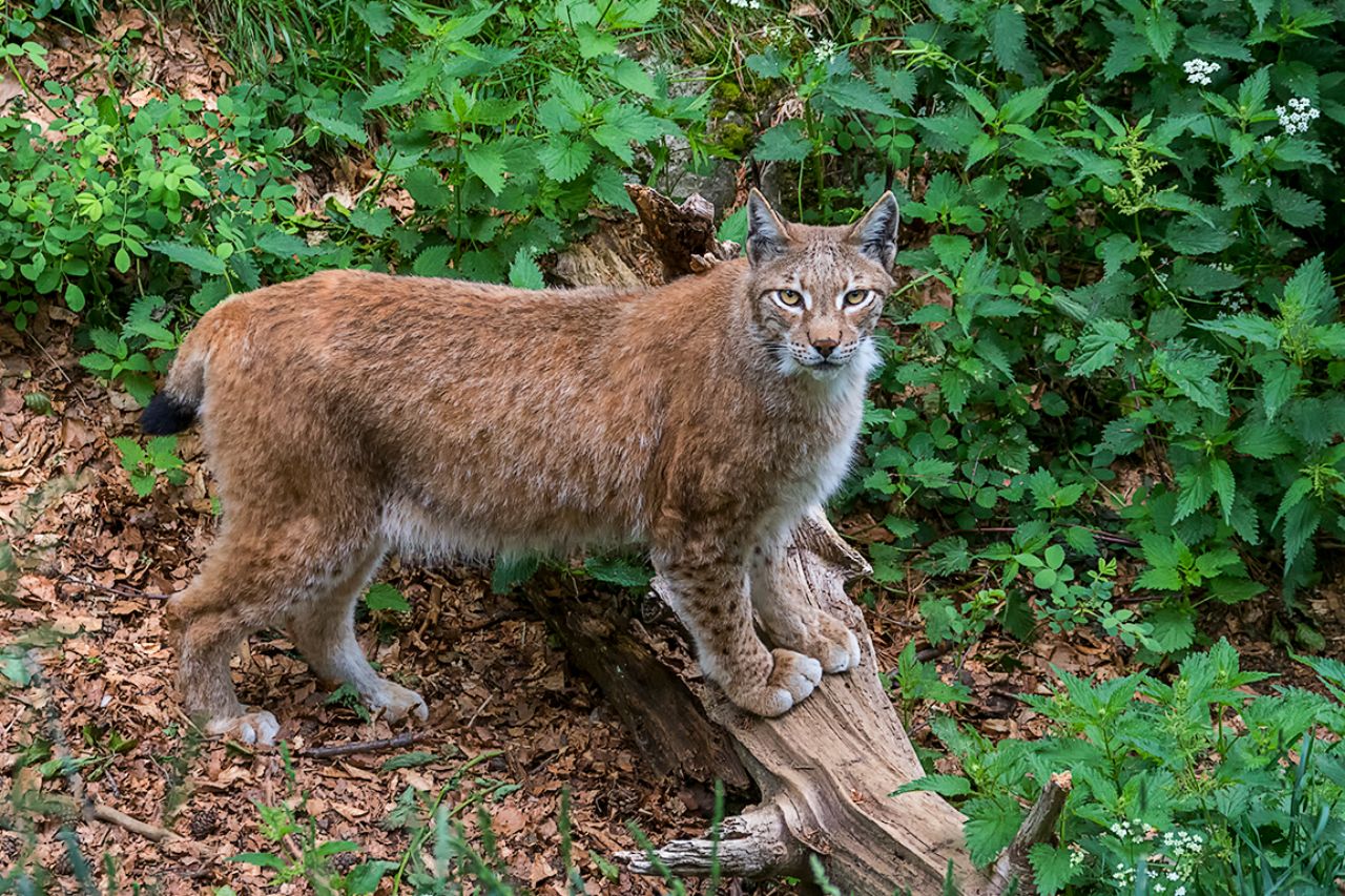 Lince boreal