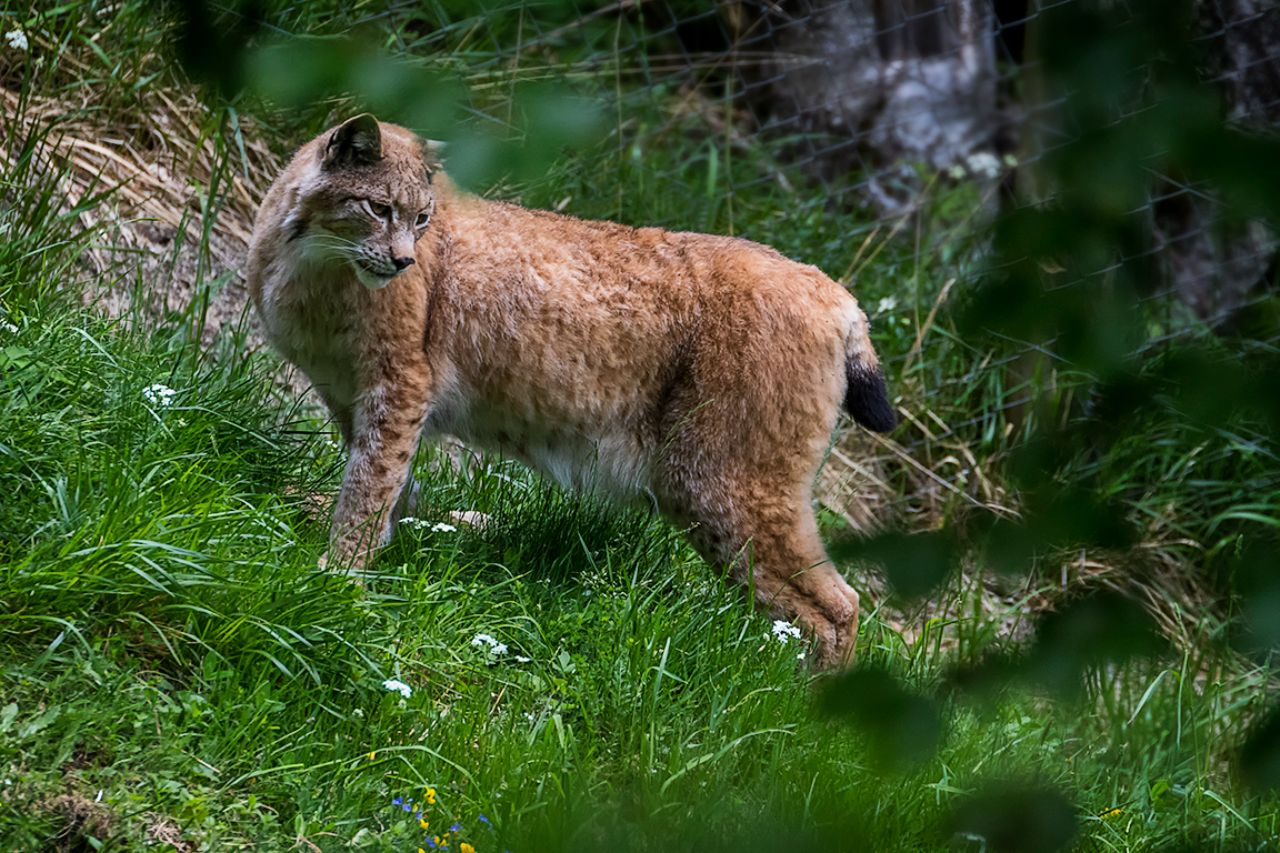 Lince boreal