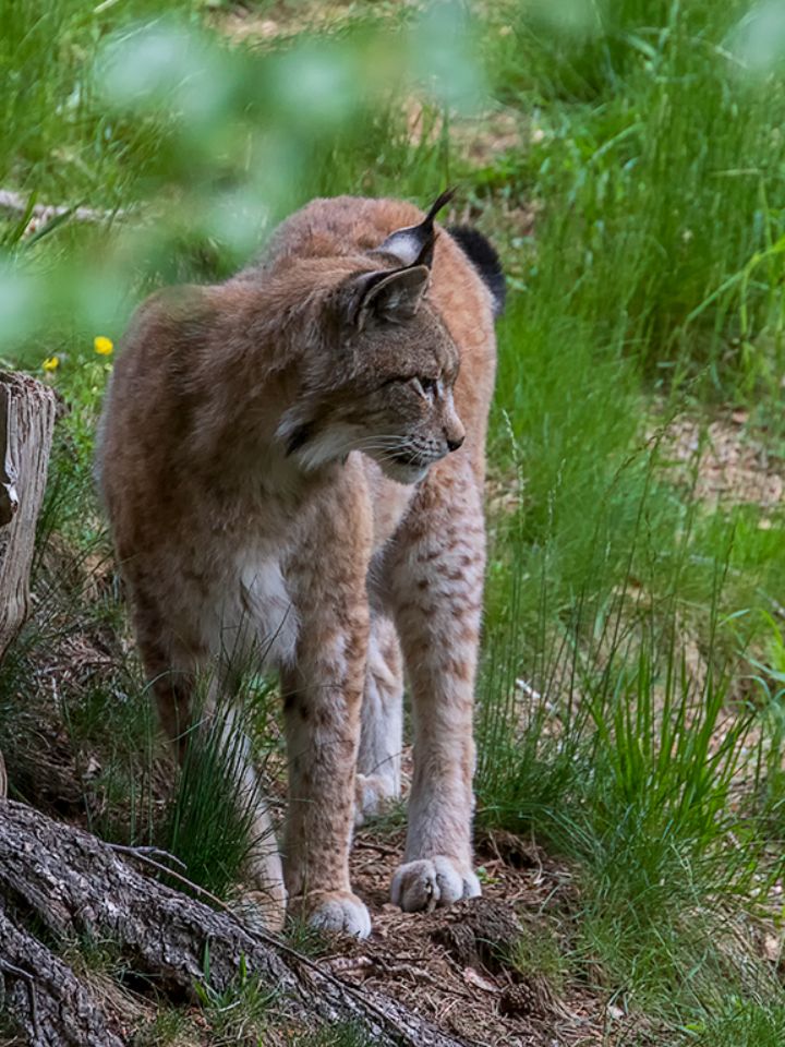 Lince boreal