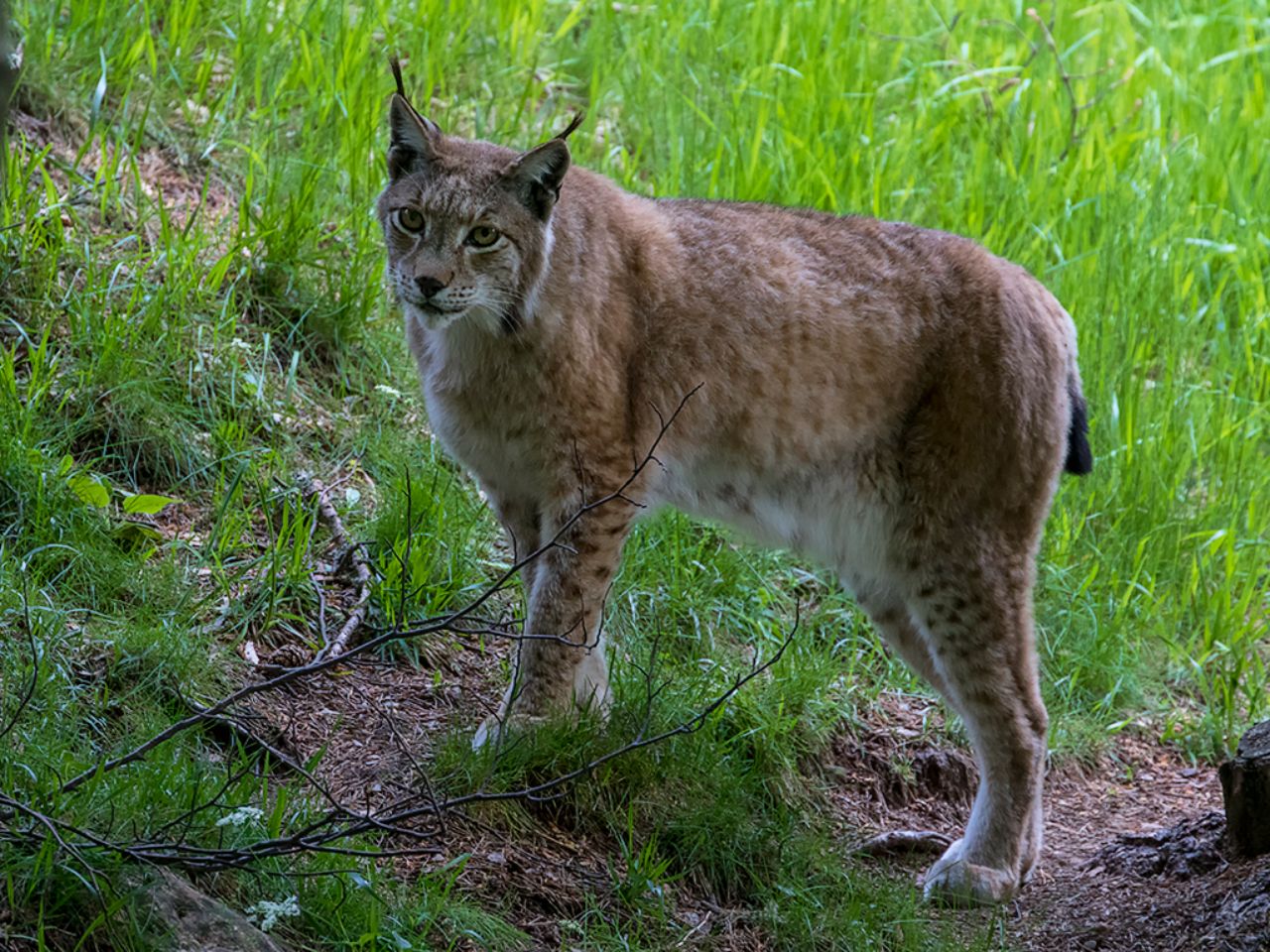 Lince boreal