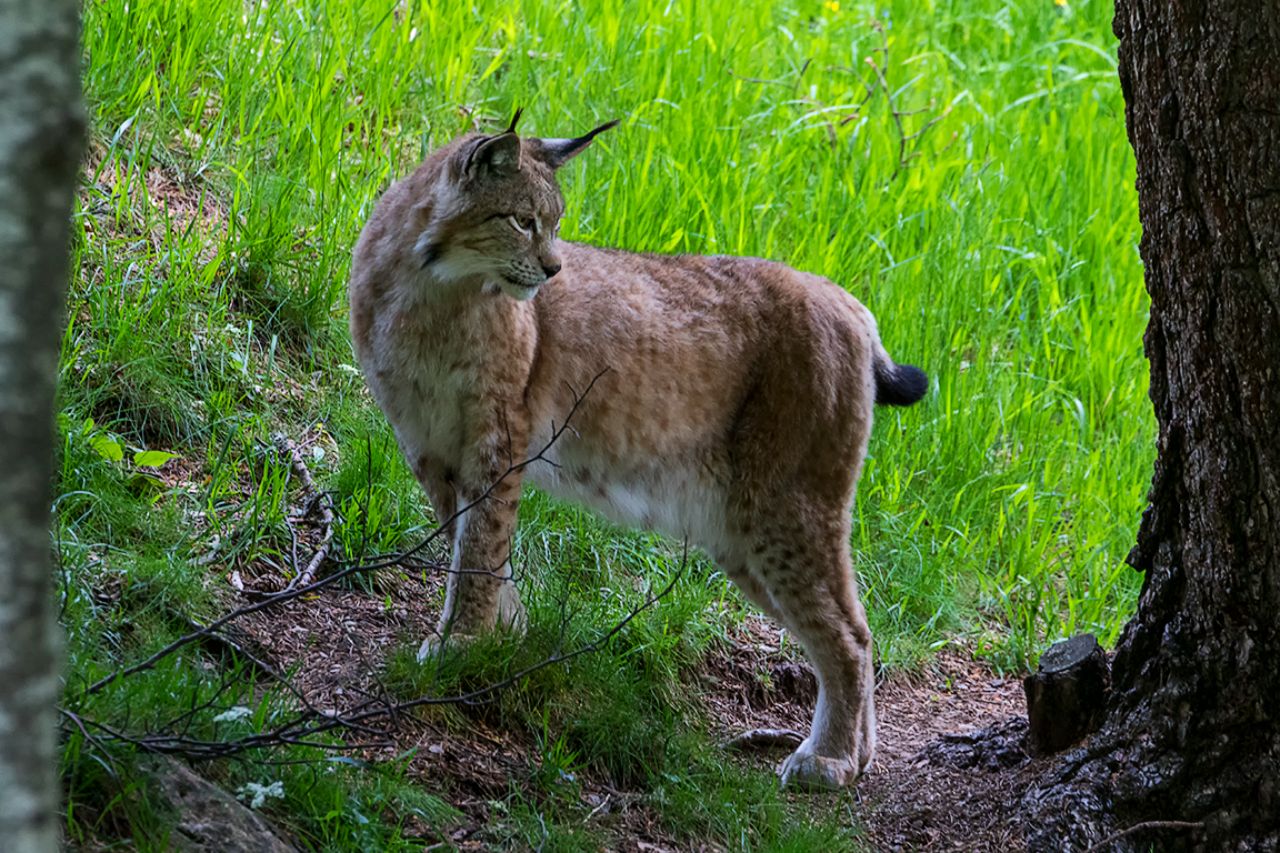 Lince boreal