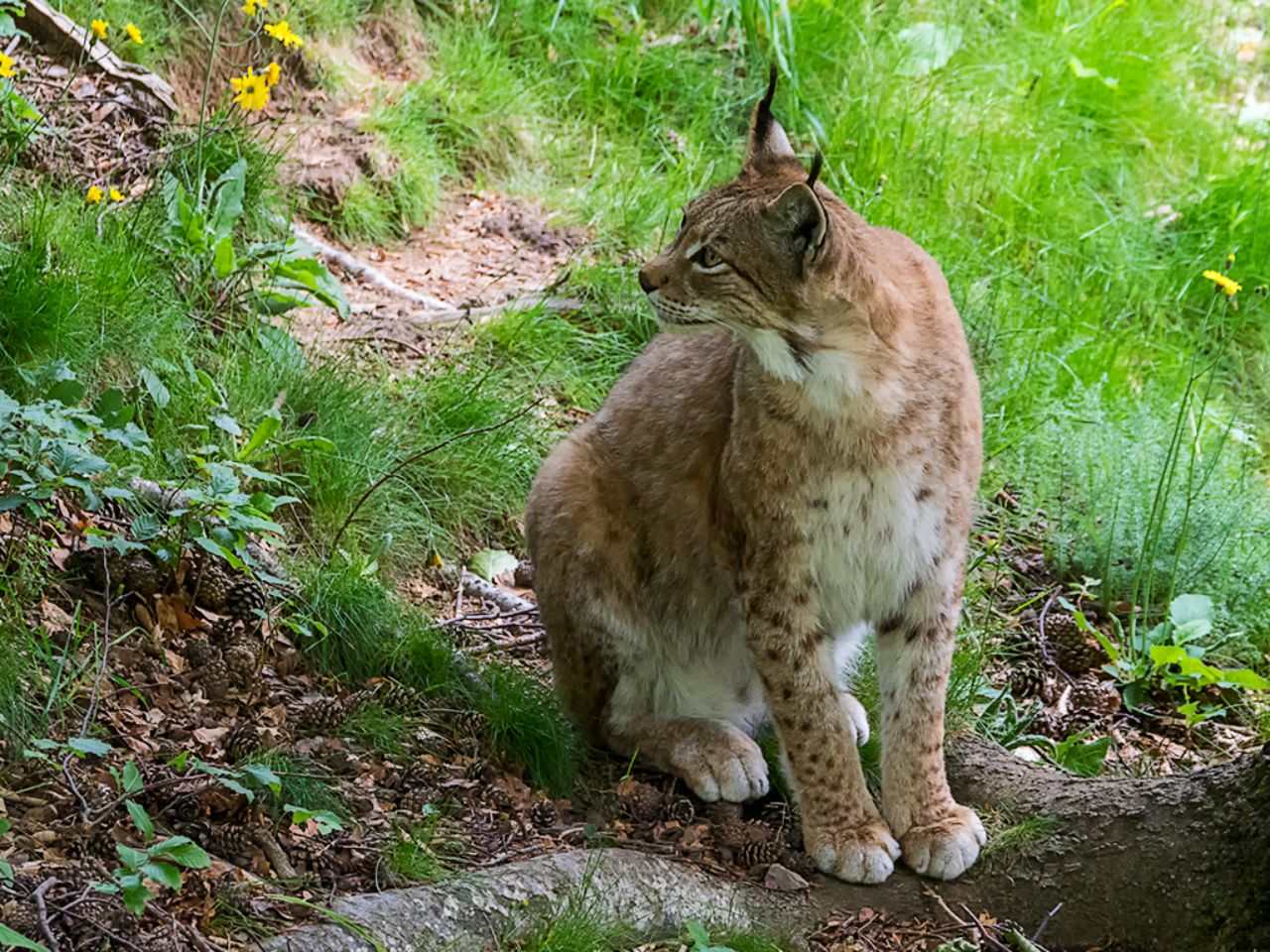 Lince boreal