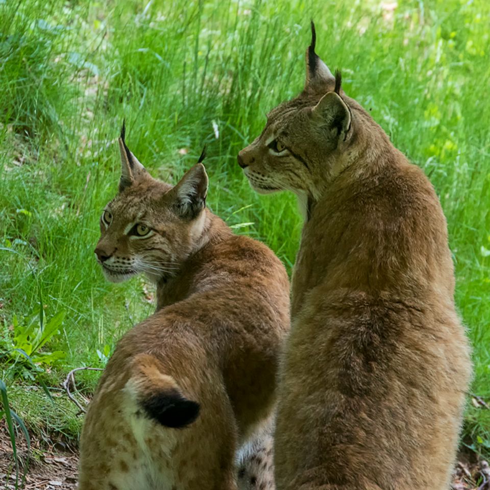 Lince boreal