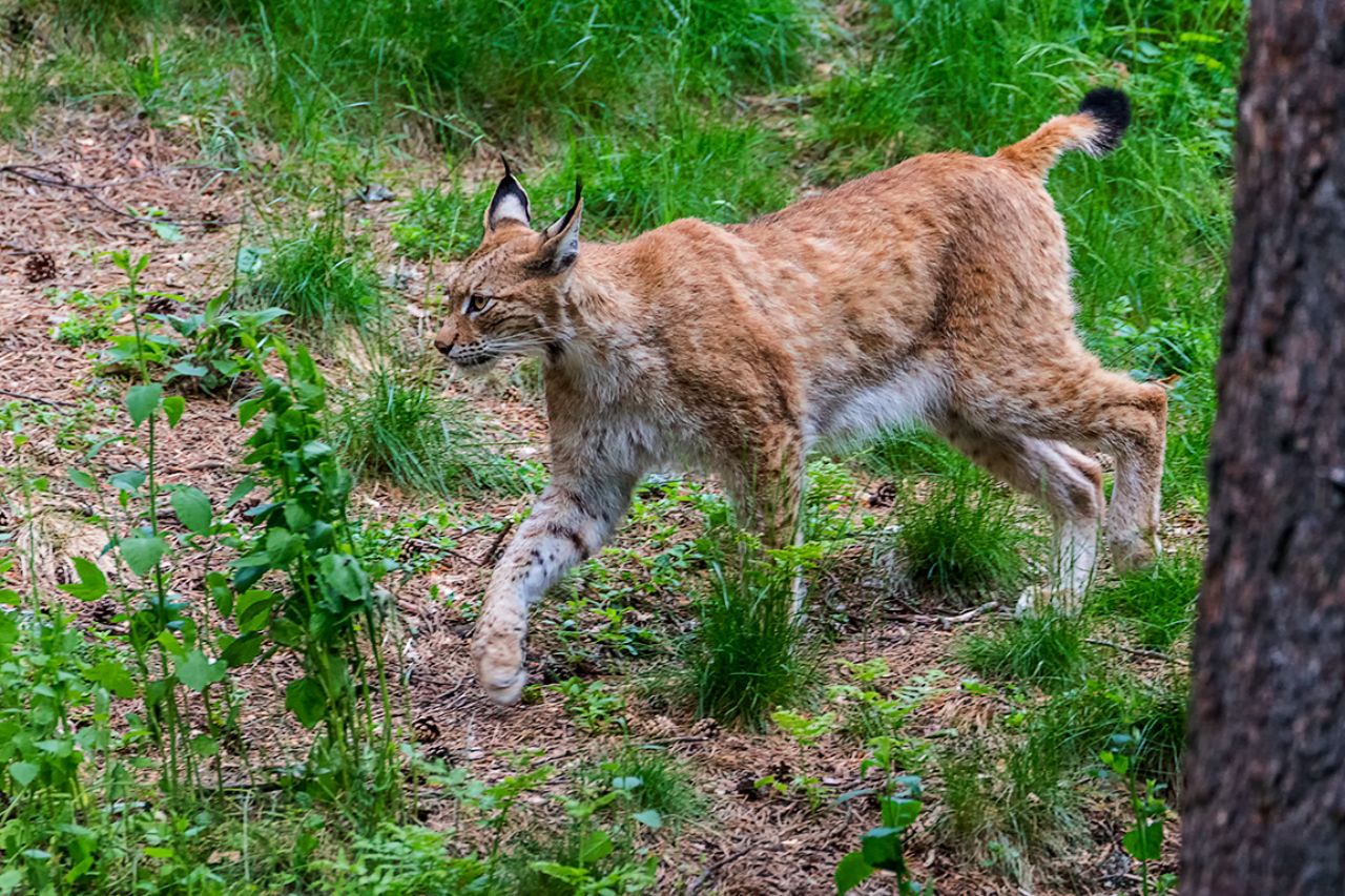 Lince boreal
