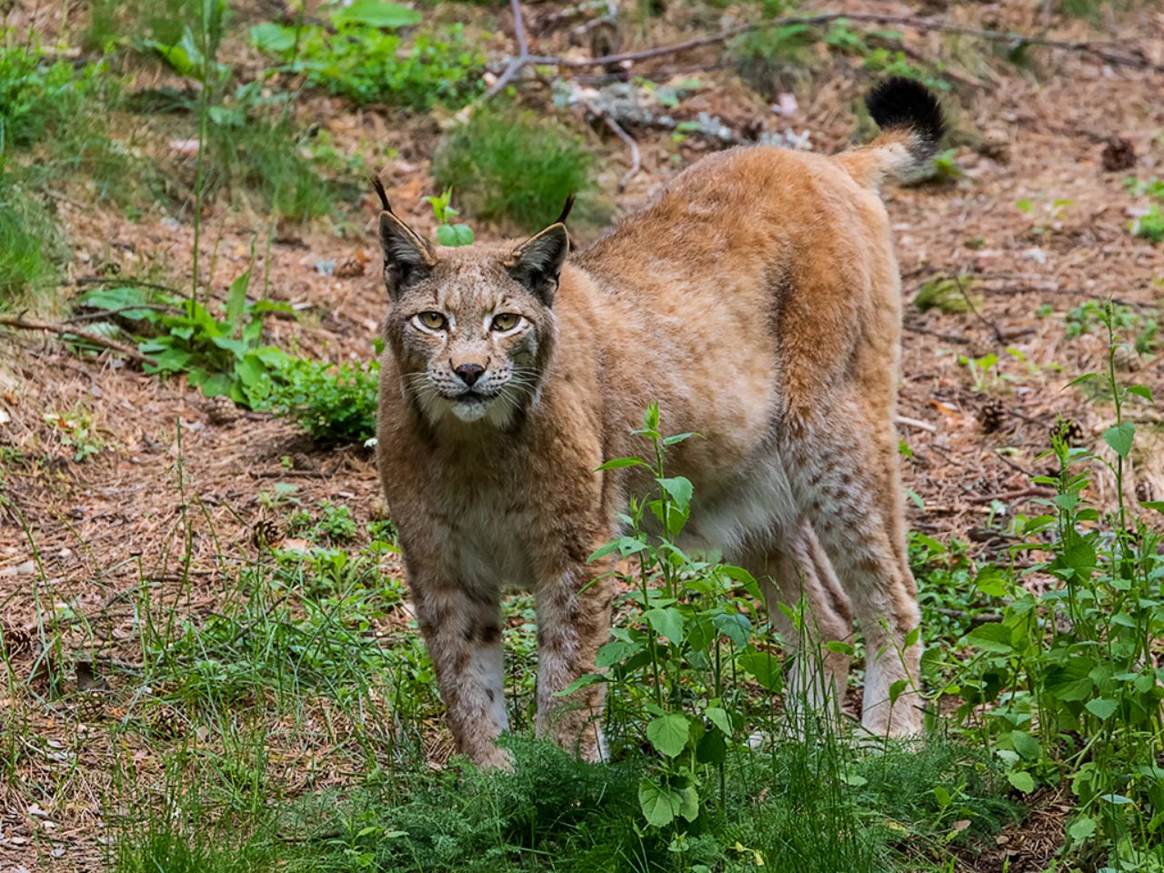 Lince boreal