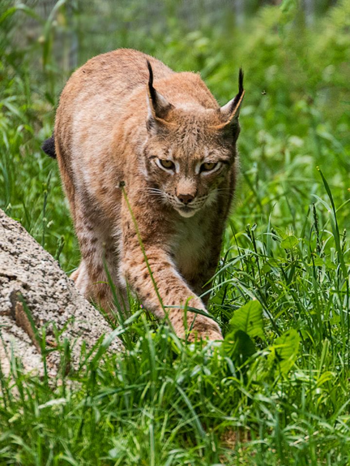 Lince boreal