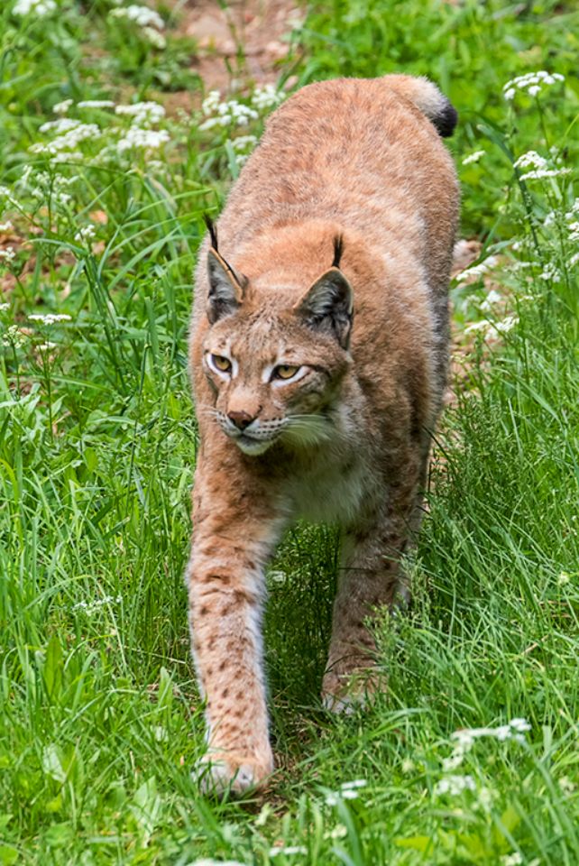 Lince boreal