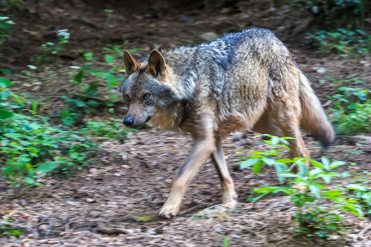 Lobo ibérico