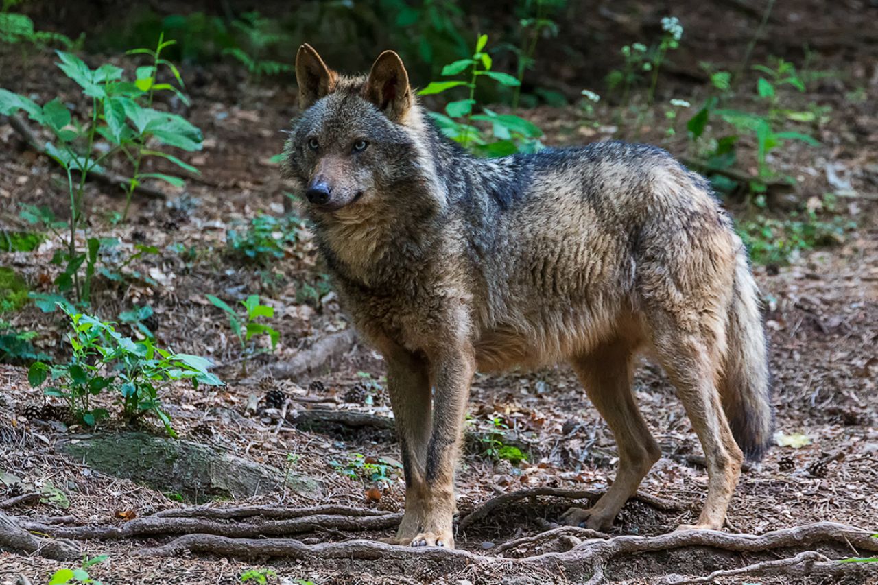Lobo ibérico