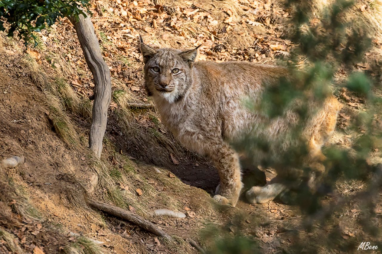 Lince europeo