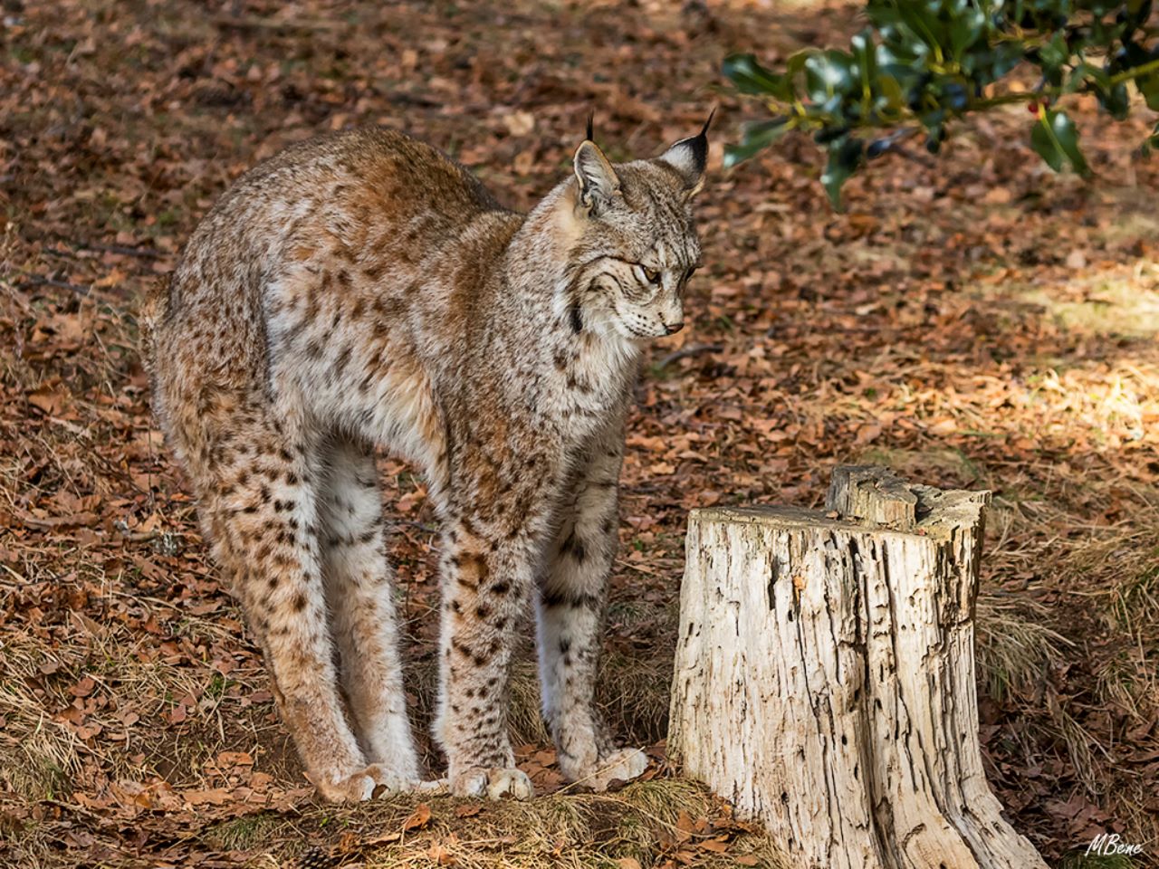 Lince europeo