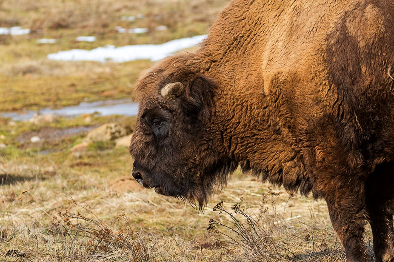 Bisonte europeo