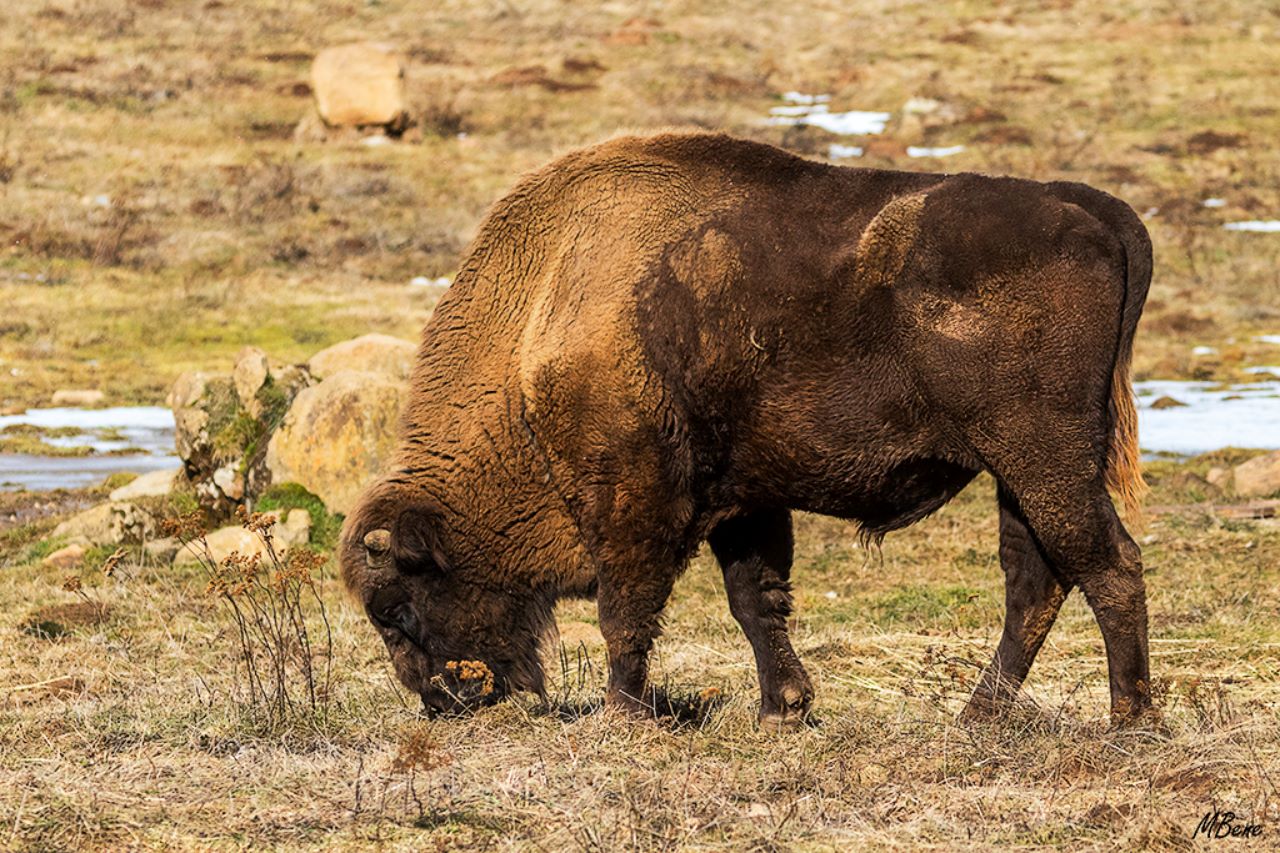 Bisonte europeo