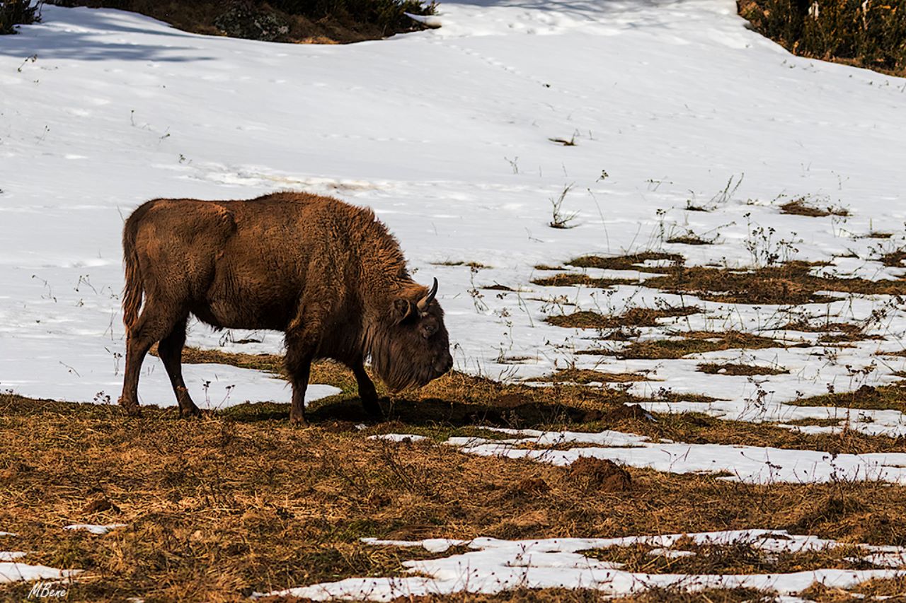 Bisonte europeo