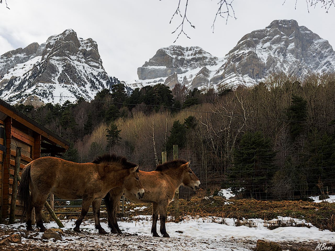 Caballo de Przewalsky
