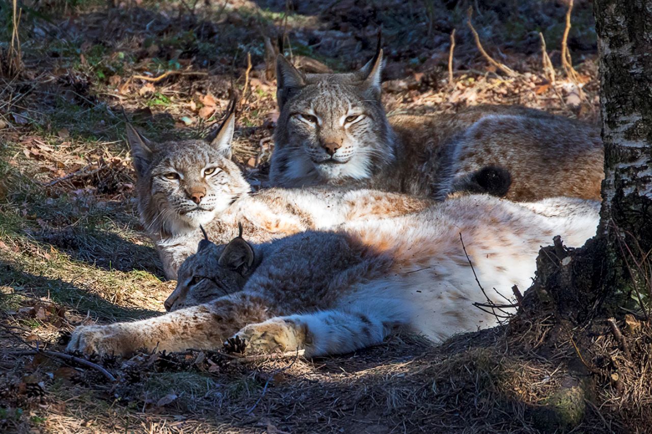 Lince europeo