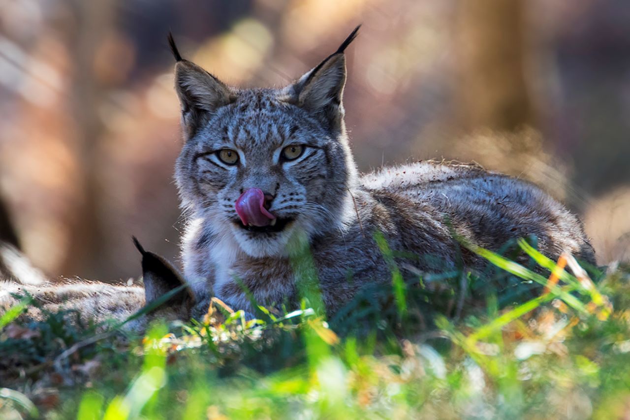 Lince europeo