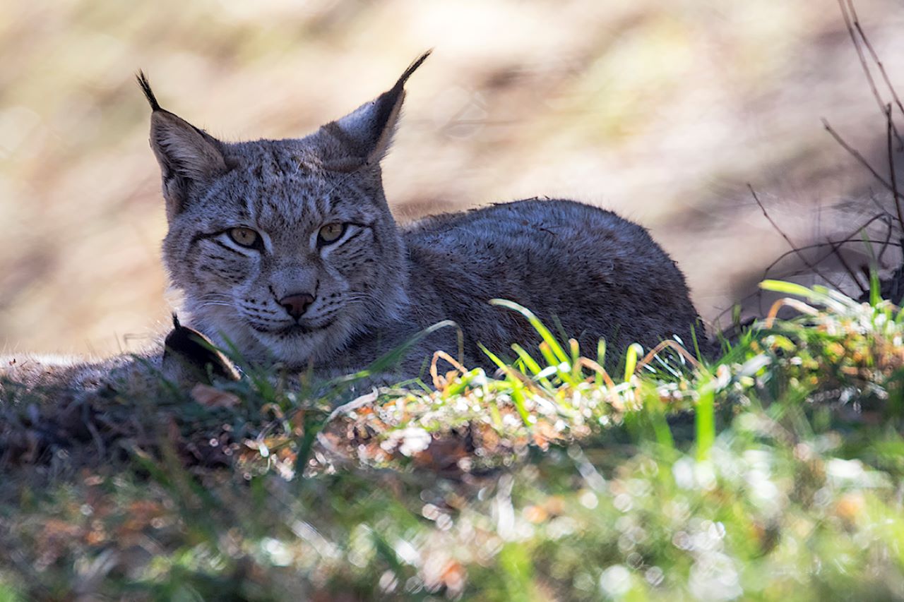 Lince europeo
