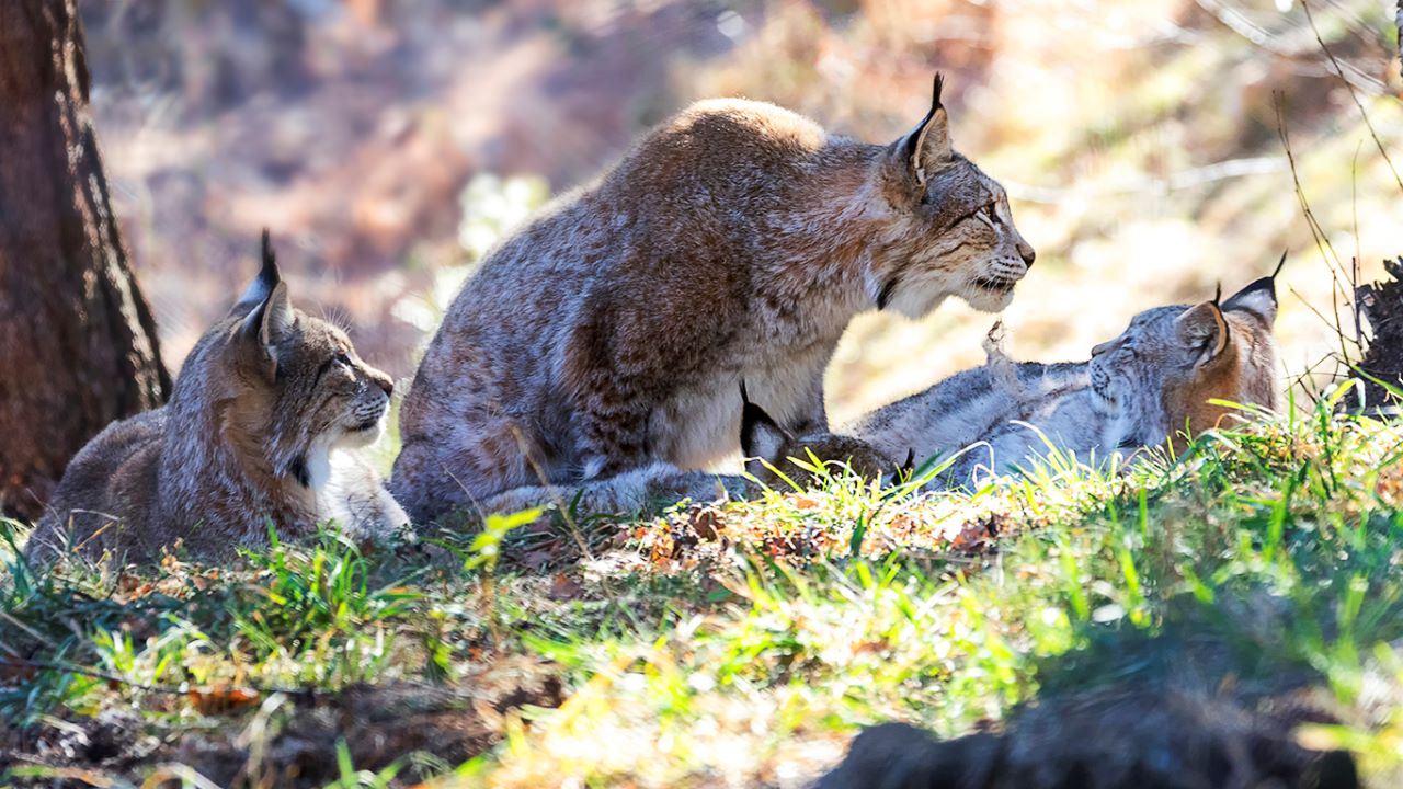 Lince europeo