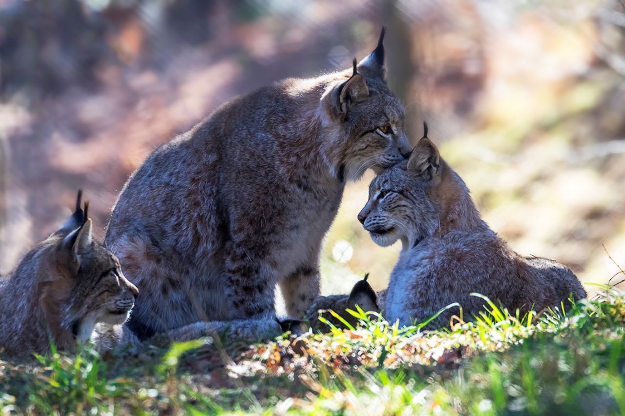 Lince europeo