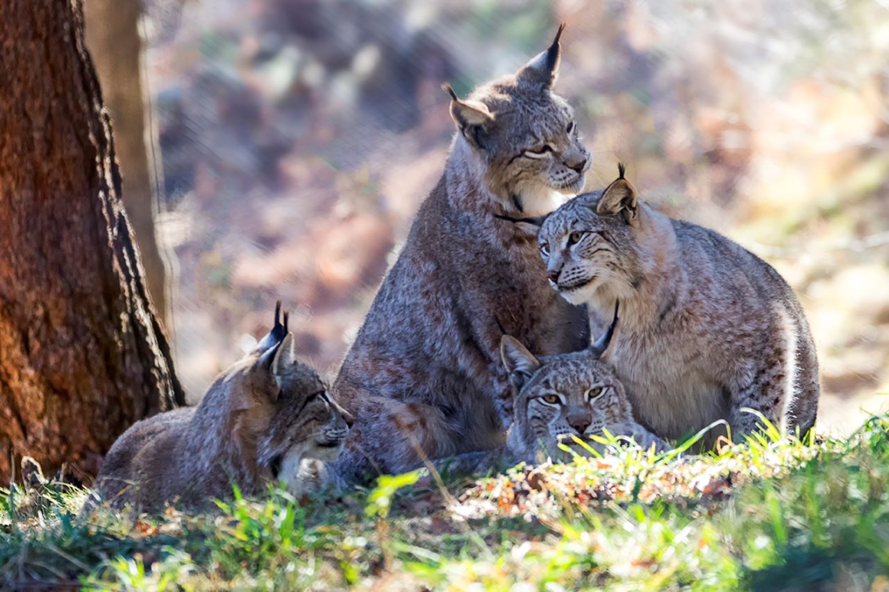 Lince europeo