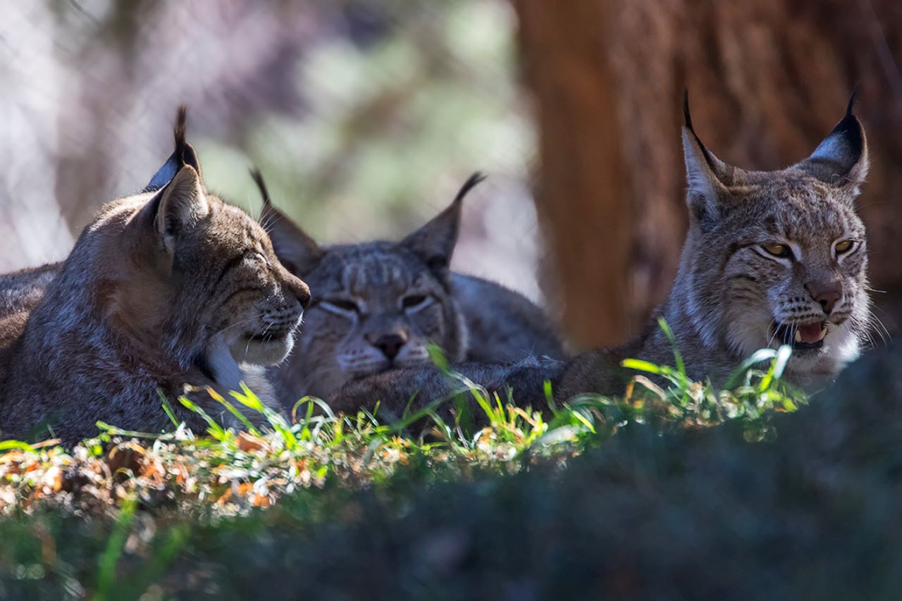 Lince europeo