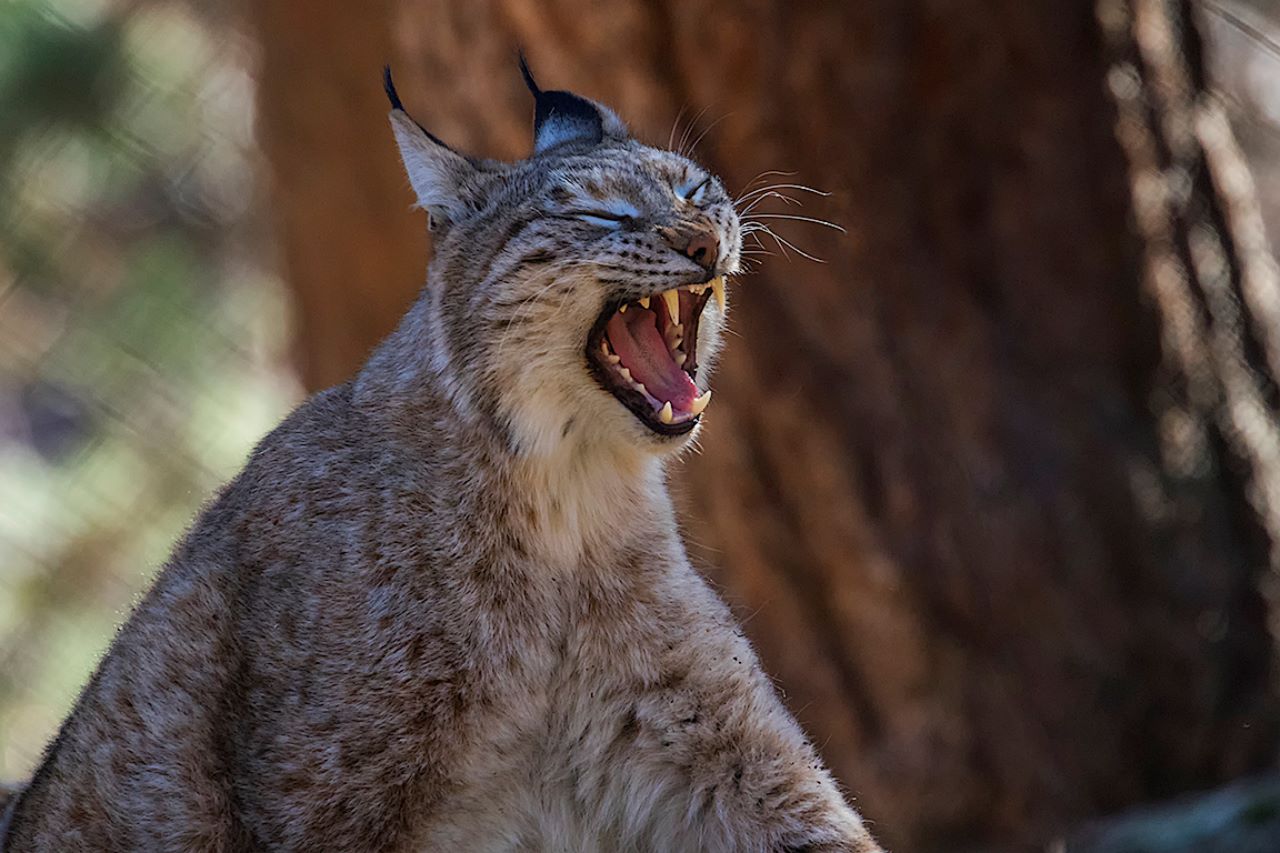 Lince europeo