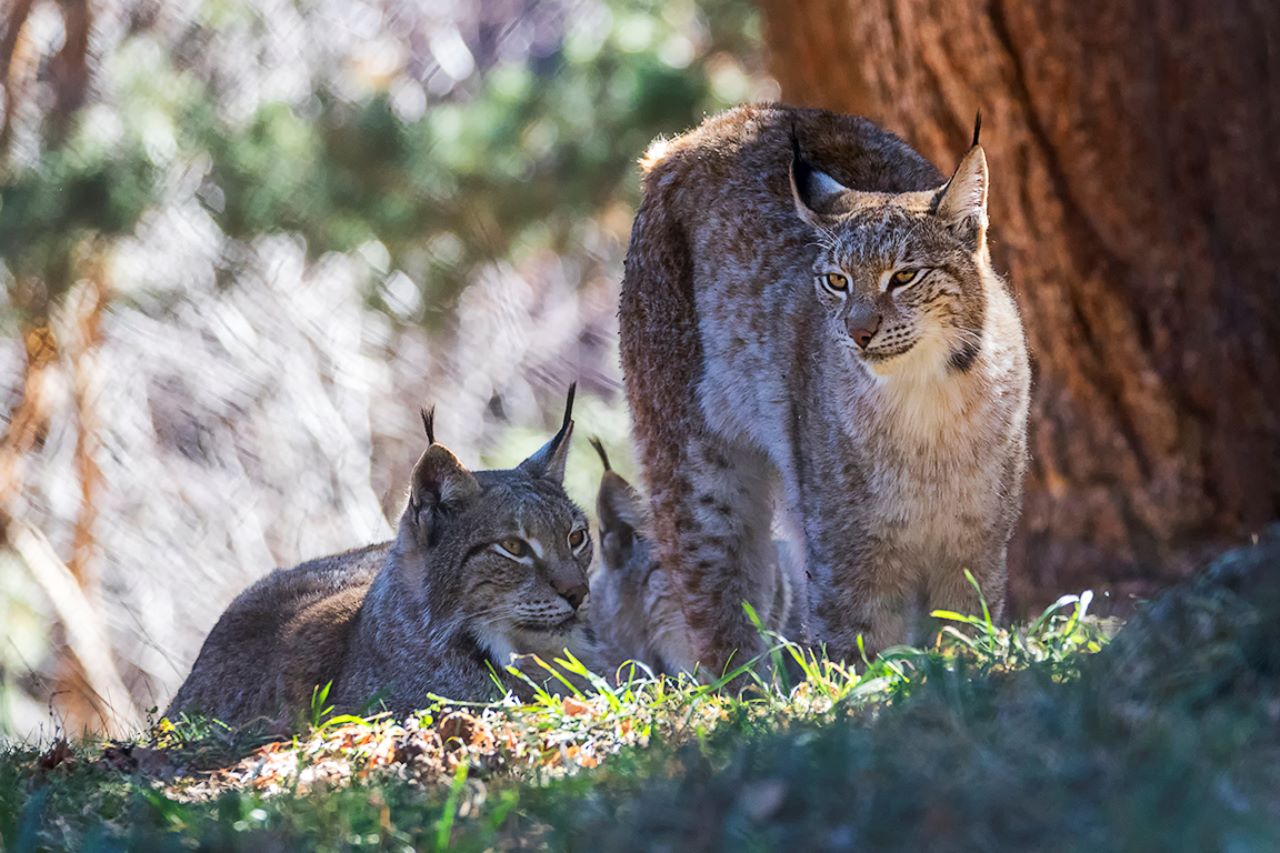 Lince europeo