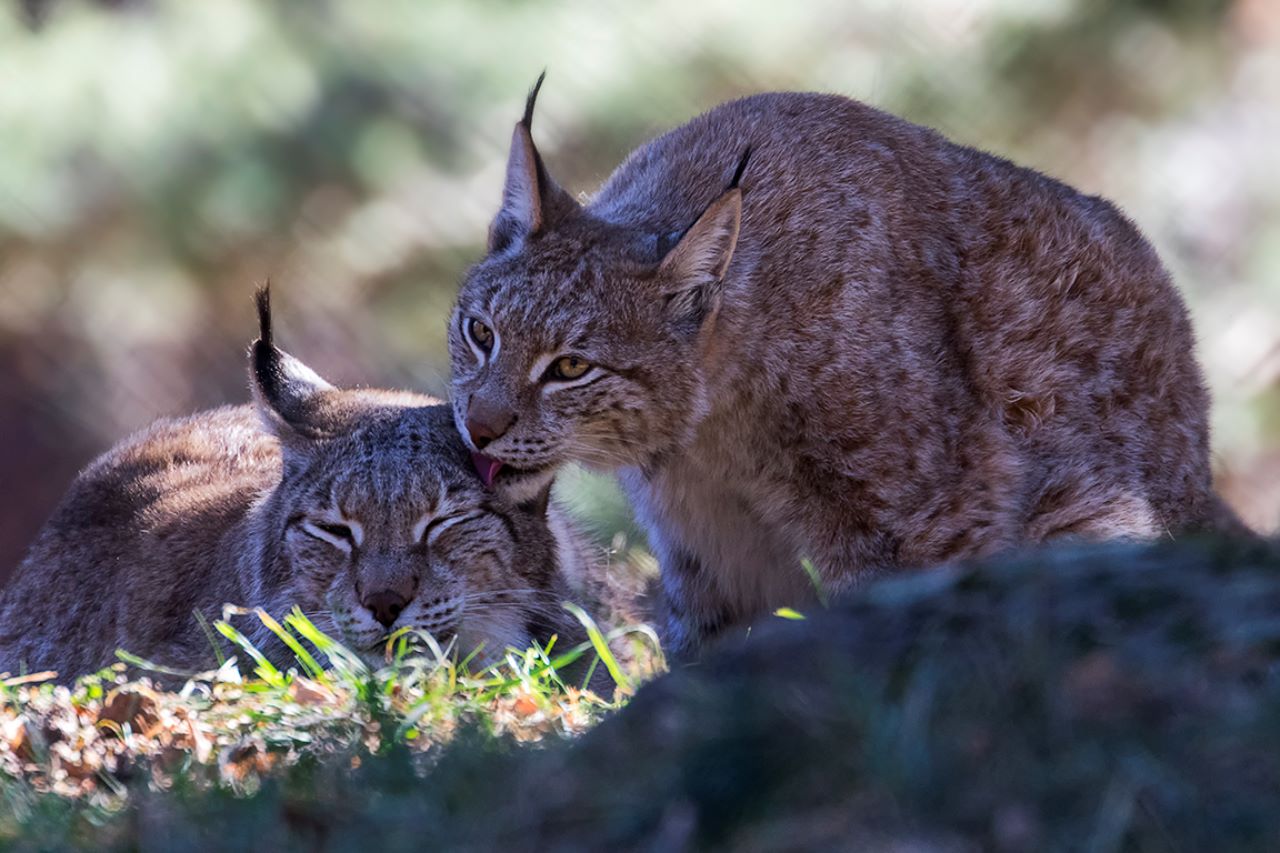 Lince europeo