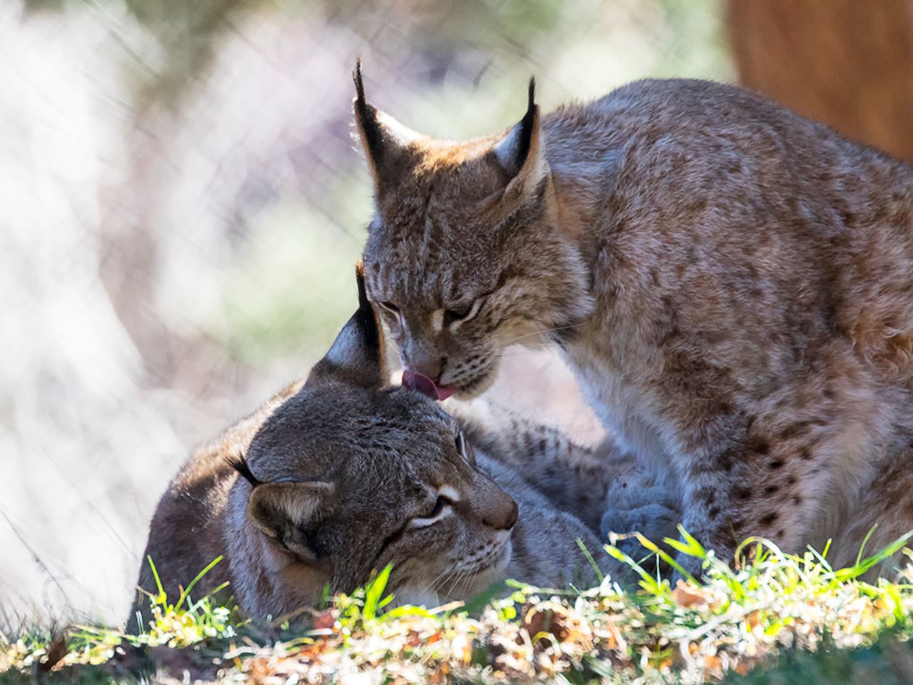 Lince europeo