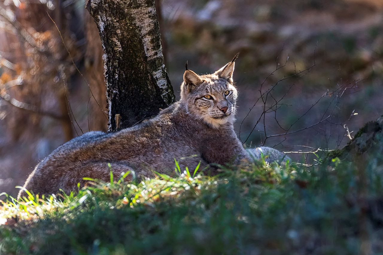 Lince europeo