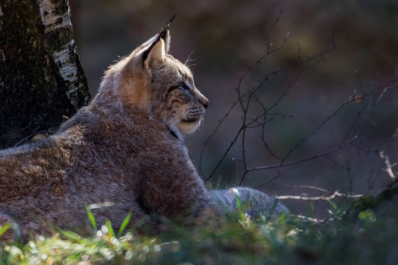 Lince europeo