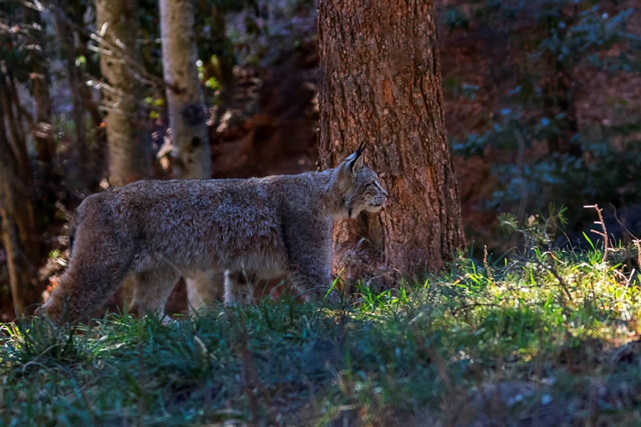 Lince europeo