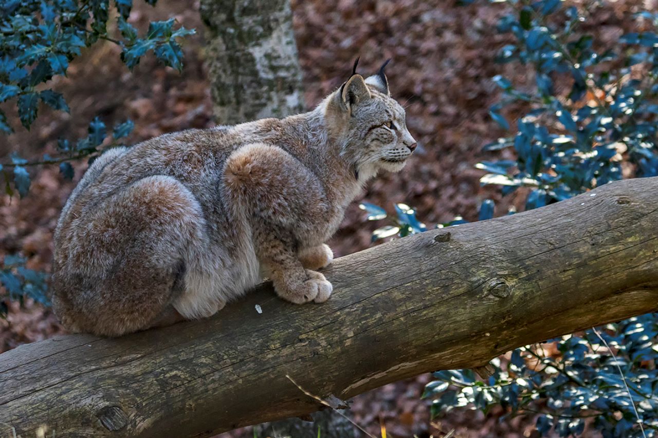 Lince europeo