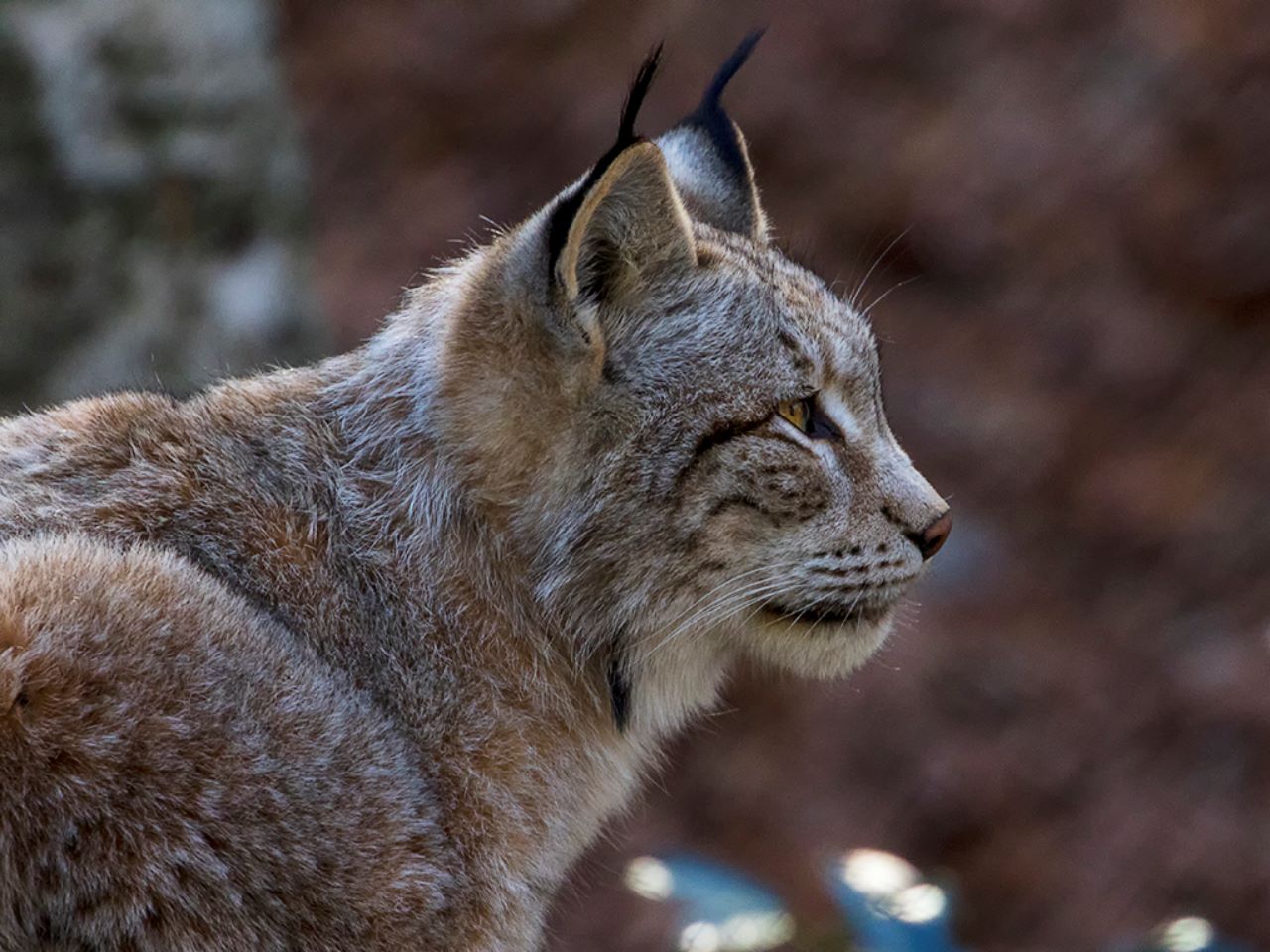 Lince europeo