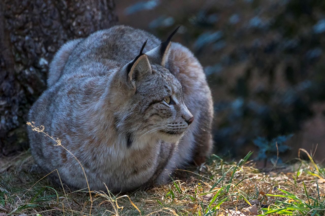 Lince europeo