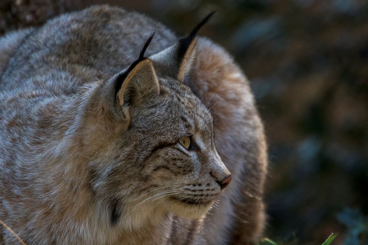 Lince europeo