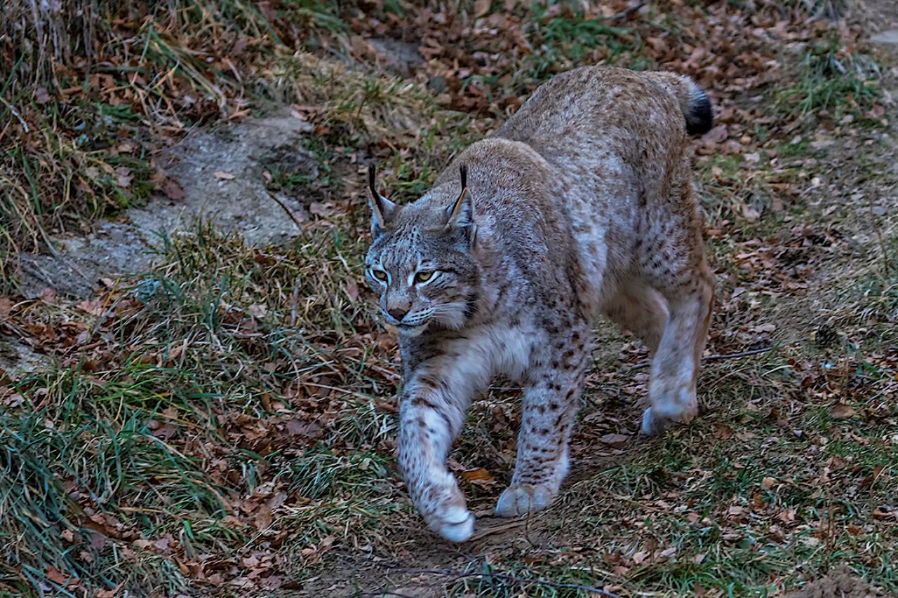 Lince europeo